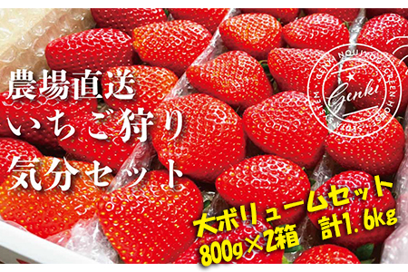 [ 予約受付 ] いちご 食べ比べ 800g×2箱 1.6kg かおり野 よつぼし 紅ほっぺ 恋みのり 苺 ストロベリー 産地直送 ご当地 果物 くだもの フルーツ デザート 食品 冷蔵 げんき農場 埼玉県 羽生市 イチゴ