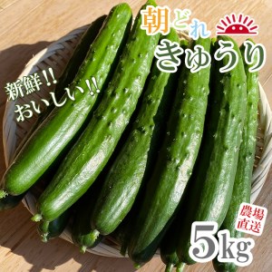 [予約受付] 農場直送 朝どれ 厳選きゅうり A級品 5kg 1箱