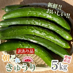 [予約受付] 訳あり品 きゅうり 5kg 農場直送 朝どれ