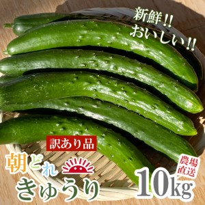 [予約受付] 訳あり品 きゅうり 10kg (5kg×2箱) 農場直送 朝どれ