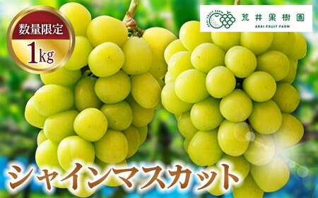 荒井果樹園のシャインマスカット1kg 葡萄 ぶどう ブドウ フルーツ 果物 1000g 2房 数量限定