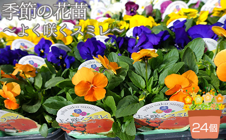 季節の花苗 パンジー〜よく咲くスミレ〜 24個セット