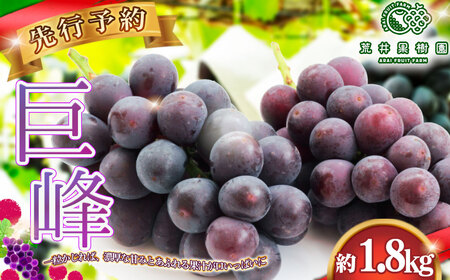 [先行予約]荒井果樹園の巨峰 約1.8kg No.590