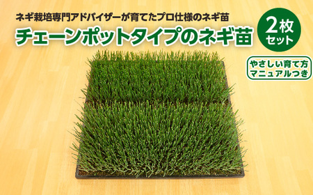 深谷産ネギ苗 チェーンポットタイプ 2枚1セット(ホワイトスター&初夏扇2号)[約900本] [11218-0872]
