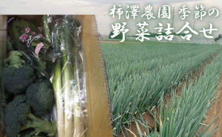 [先行受付]柿澤農園 季節の野菜詰合せ [11218-0408]