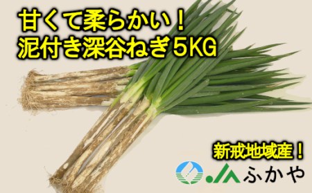 [先行受付]JAふかや 農家直送 深谷ねぎ泥付き5kg(保存袋入り) [11218-0412]