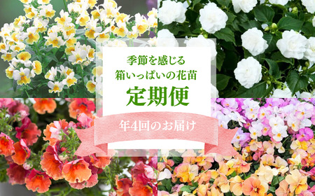 春夏秋冬 季節を感じる箱いっぱいの花苗(年4回 季節ごとにお届け) 