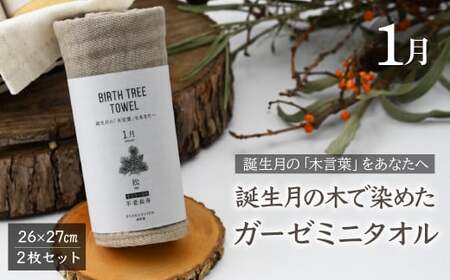 1月「松」の木言葉「不老長寿」 BIRTH TREE TOWEL | ガーゼ ガーゼ ガーゼ ガーゼ ガーゼタオル ガーゼハンカチ タオル ハンカチ ふわふわ 草木染 染め RYOKUSUIEN 緑酔園 埼玉県 草加市 草加