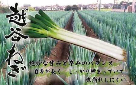 越谷ねぎ(白ねぎ5kg) / ネギ 葱 白ネギ 白葱 野菜 甘み 辛み 埼玉県 No.029