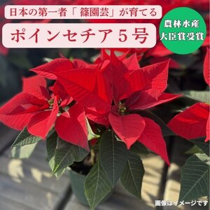 日本の第一人者が育てるポインセチア5号