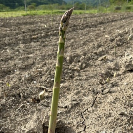 [先行予約・5月より順次発送]北海道島牧村産 訳ありアスパラガス 2kg 坂下農園[配送不可地域:離島]