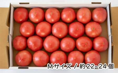 トマト 桃太郎はるか Mサイズ (約22～24個) 計約4kg | トマト 加藤義明とまと農園