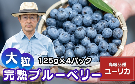 ブルーベリー 国産大粒 ユーリカ 4パック (125g✕4) | ブルーベリー ブルｰベリｰ ブルーベリー ブルｰベリｰ ブルーベリー ブルｰベリｰ
