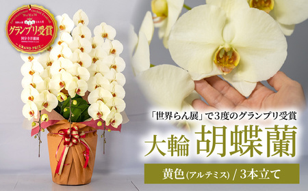 胡蝶蘭 黄色 3本立て | 胡蝶蘭 胡蝶蘭 胡蝶蘭 胡蝶蘭 胡蝶蘭 国分寺洋蘭園 埼玉県 北本市