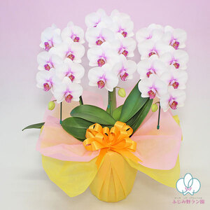 中輪胡蝶蘭　さくら娘3本立ち（ラッピング付）