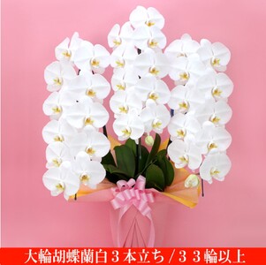 大輪胡蝶蘭 白3本立ち 33輪クラス(ラッピング付)