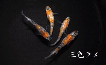 メダカ「三色ラメ」3ペア