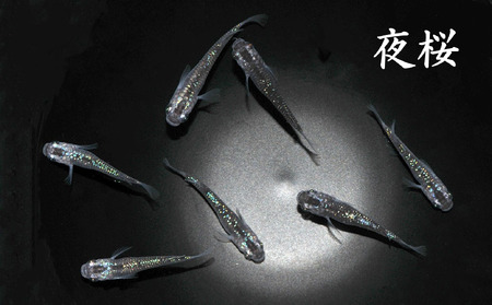 メダカ「夜桜」1ペア