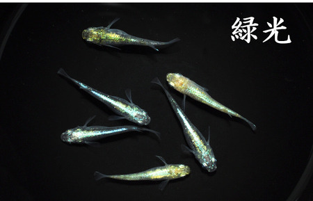 メダカ「緑光」1ペア