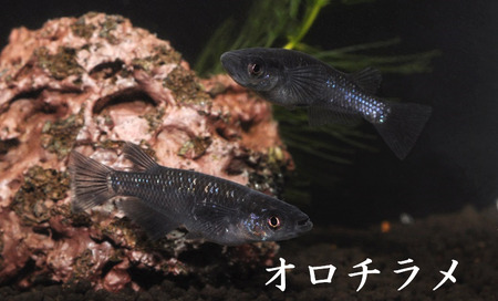 メダカ「オロチラメ」1ペア