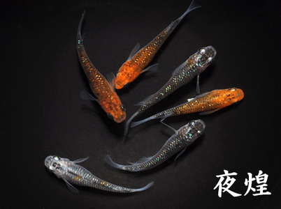 メダカ「夜煌(やこう)」1ペア