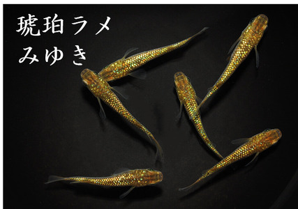 メダカ「琥珀ラメみゆき」1ペア