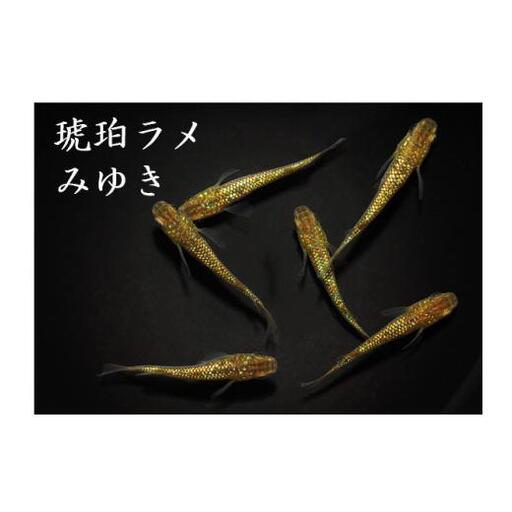メダカ「琥珀ラメみゆき」3ペア