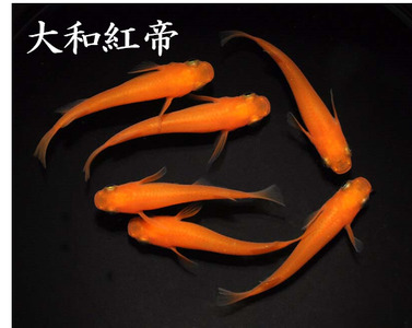 メダカ「大和紅帝」1ペア