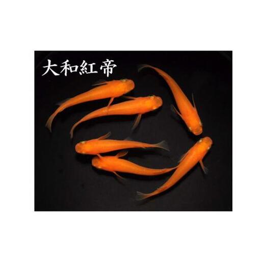 メダカ「大和紅帝」3ペア