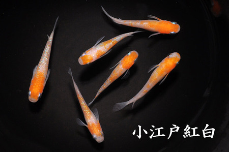 メダカ「小江戸紅白」1ペア