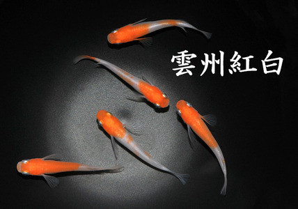 メダカ「雲州紅白」1ペア