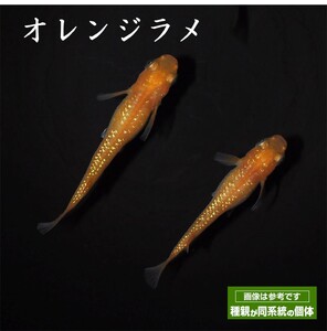 メダカ「オレンジラメ」1ペア