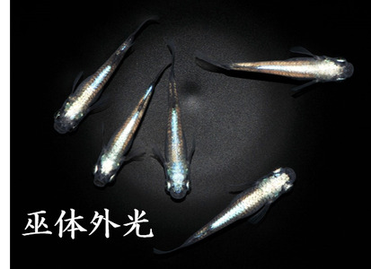 メダカ「巫体外光(かんなぎたいがいこう)」1ペア