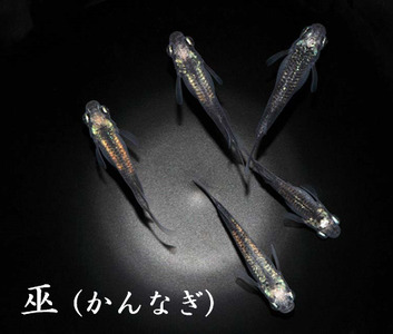 メダカ「巫(かんなぎ)」1ペア