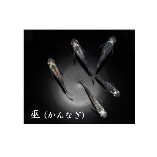 メダカ「巫（かんなぎ）」2ペア