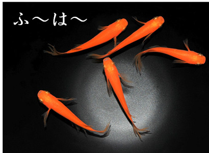 メダカ「ふ～は～」3ペア