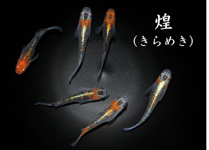 メダカ「煌（きらめき）」1ペア