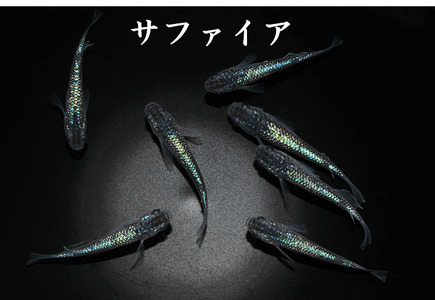メダカ「サファイア」1ペア
