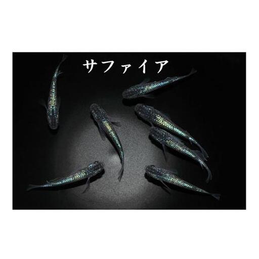 メダカ「サファイア」2ペア
