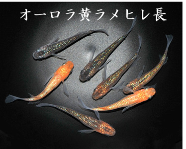メダカ「オーロラ黄ラメヒレ長」1ペア