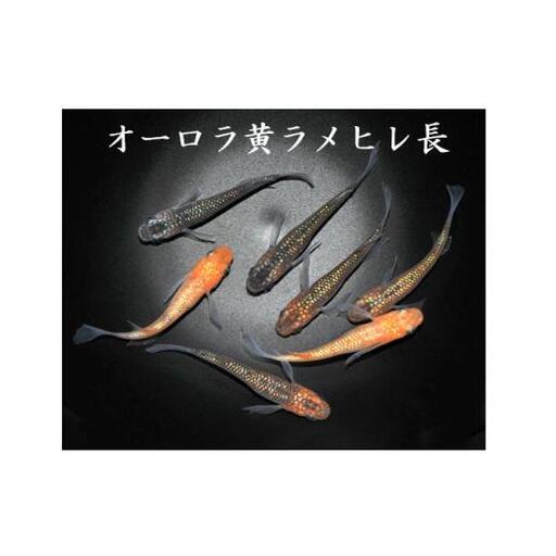 メダカ「オーロラ黄ラメヒレ長」3ペア