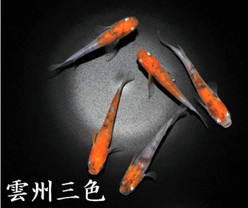 メダカ「雲州三色」1ペア