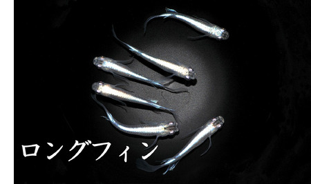 メダカ「ロングフィン」1ペア