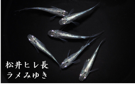 メダカ「松井ヒレ長ラメみゆき」1ペア