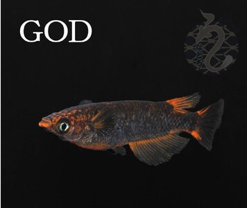メダカ「GOD」3ペア