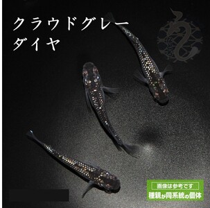メダカ「クラウドグレーダイヤ」1ペア
