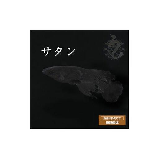 メダカ「サタン」3ペア