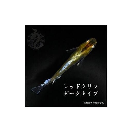 メダカ「レッドクリフ・ダークタイプ」3ペア