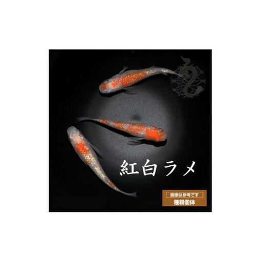 メダカ「紅白ラメ（Aクラス）」2ペア