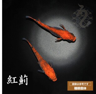 メダカ「紅薊」1ペア